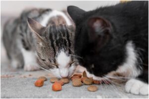 Două pisici care mănâncă