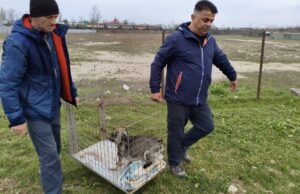 Doi angajați ASPA București transportă un câine într-o cușcă
