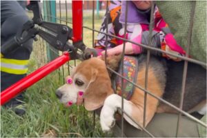 Câine salvat dintr-un gard