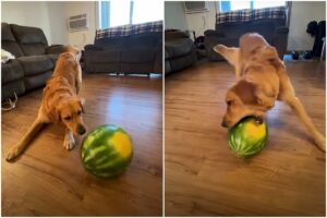 Câine care se joacă cu un pepene verde