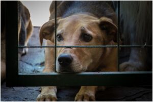 Câine în spatele unui gard metalic