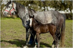 un mânz lângă mama lui