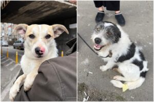 Câini de rasă comună