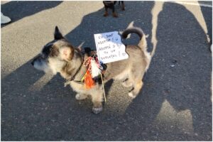 Cățel cu un mesaj despre adopție