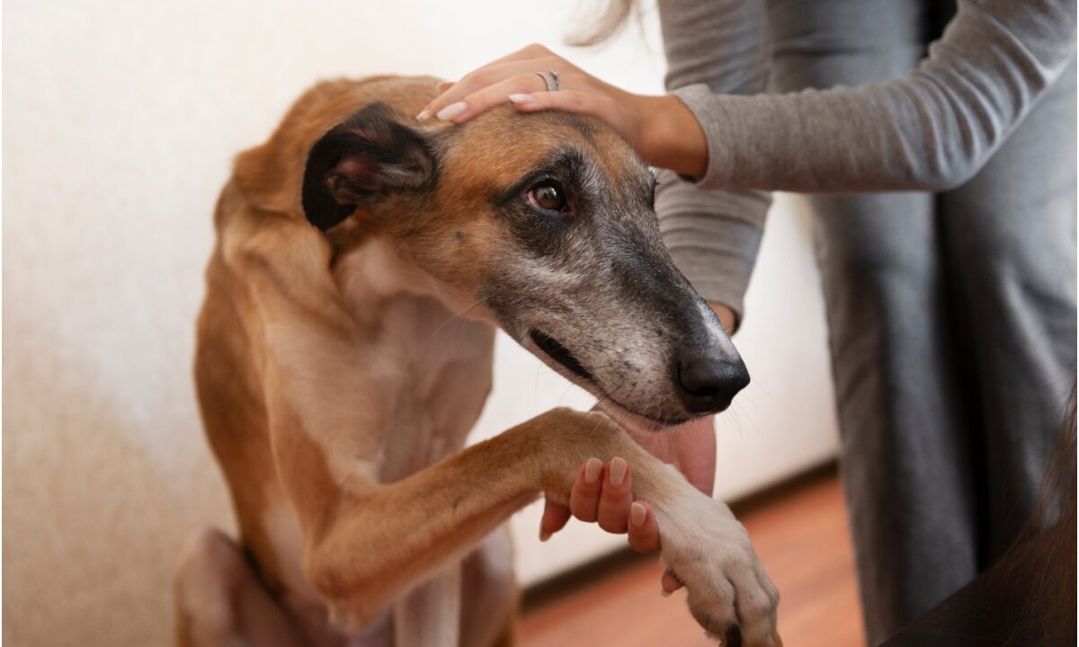 Câine mângâiat pe cap