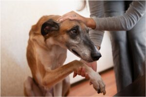 Câine mângâiat pe cap