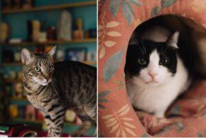 miau-cafe-se-redeschide