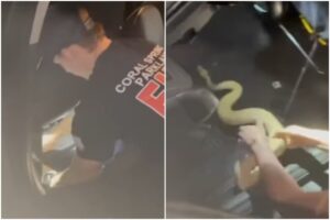 șarpe salvat de pompieri dintr-o mașină