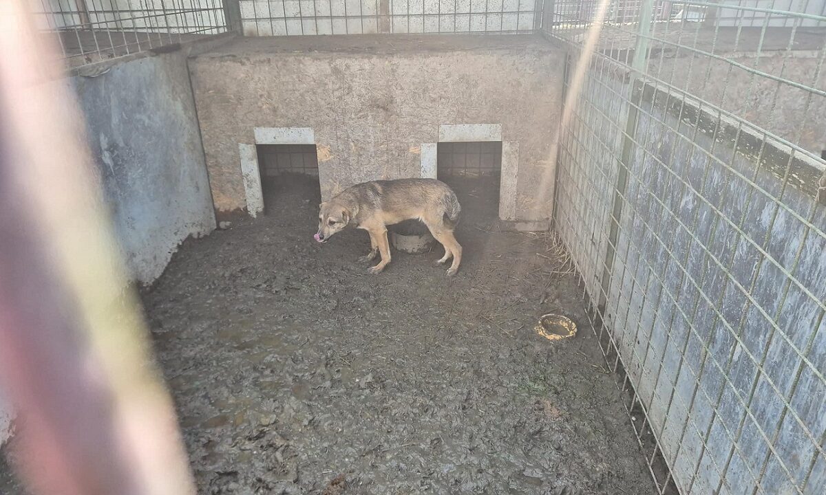 mobilizare-pentru-salvarea-animalelor-de-la-uzunu