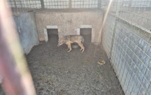 mobilizare-pentru-salvarea-animalelor-de-la-uzunu