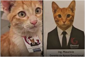 Un motan portocaliu angajat la o companie din Mexic