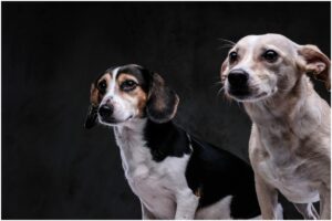 doi câini pe fundal negru