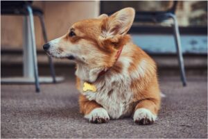 Câine Corgi cu zgardă