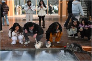 Vizitatori lângă pisici într-un parc tematic din China