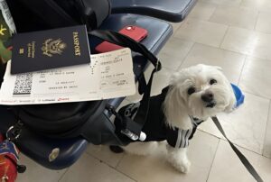 Câine de talie mică alături de pașaport și bagaje, în aeroport