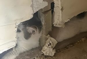 Pisică blocată în perete