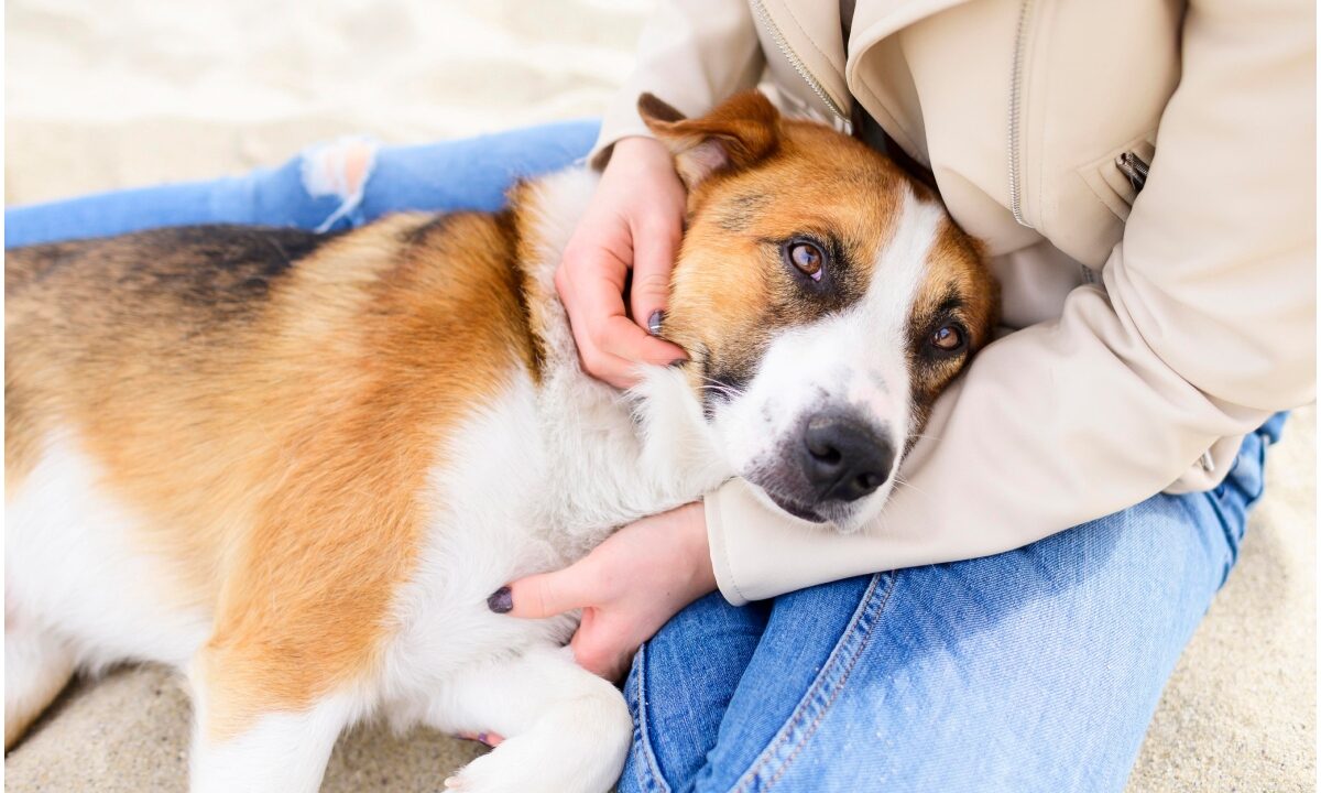 Câine în brațele unei femei