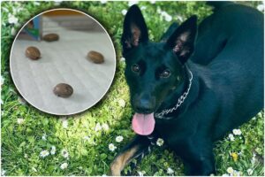 Câine negru și o imagine cu căpușe