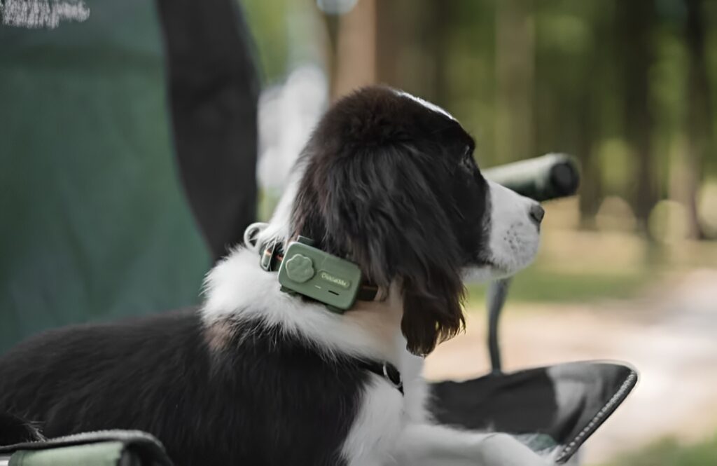 Un câine poartă la gât dispozitivul PetPhone