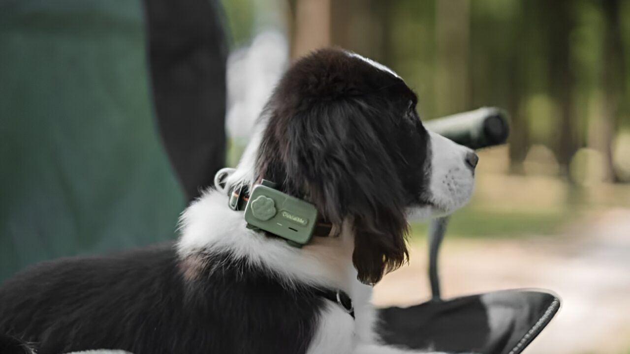 Un câine poartă la gât dispozitivul PetPhone