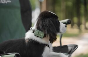 Un câine poartă la gât dispozitivul PetPhone