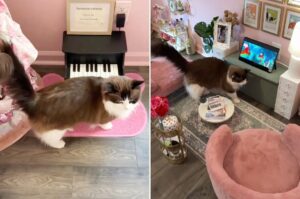 pisica are apartamentul ei