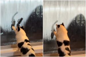 Pisică care pictează cu lăbuțele pe geam