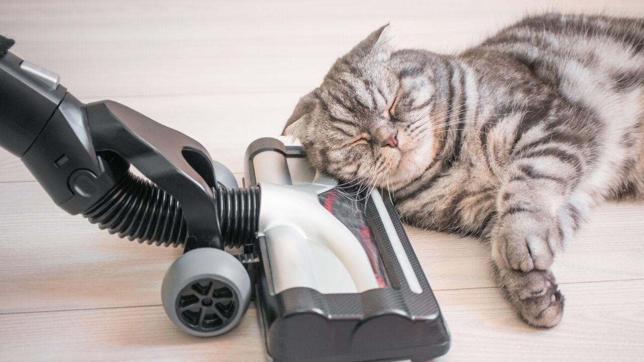 O pisică doarme pe aspirator