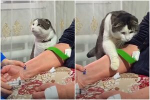 pisică lângă stăpână