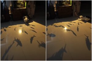 pisică lângă un acvariu