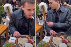 Pisică hrănită de un bărbat