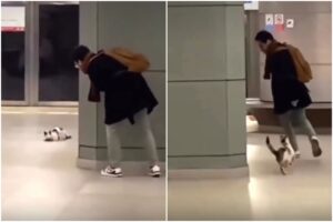 Pisică care se joacă cu un bărbat