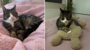 pisica-pe-care-nimeni-nu-a-cautat-o