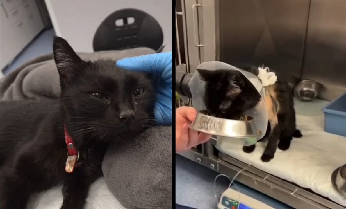 pisica explozie Rahova