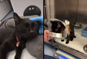 pisica explozie Rahova