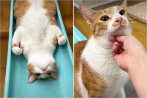 Pisică care se dă pe tobogan