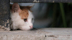 O pisică ce stă tristă pe o treaptă.