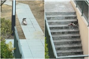 Pisică în timp ce cară un pește