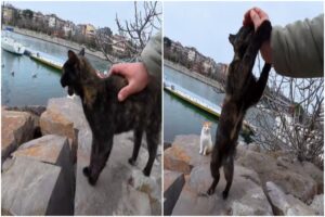 Pisică mângâiată