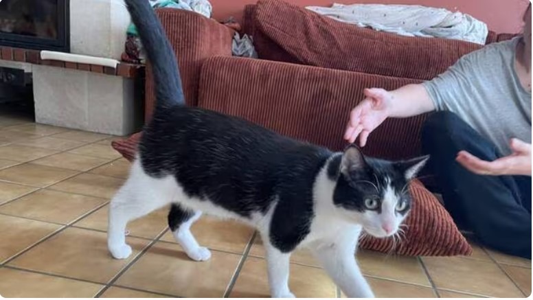 Pisica Yoko / FOTO Ouest France