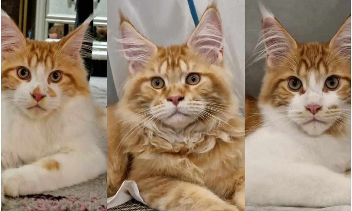 pisici Maine Coon
