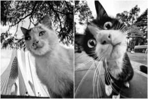 Pisici ale străzii în Teheran