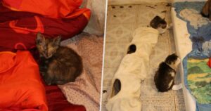 pisoi-morti-in-congelator