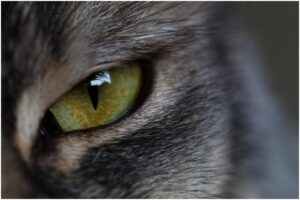 Detaliu cu ochiul verde al unei pisici