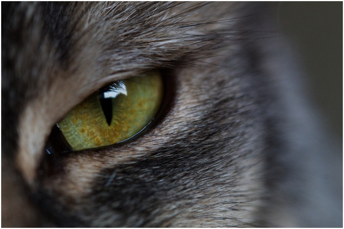 Detaliu cu ochiul verde al unei pisici