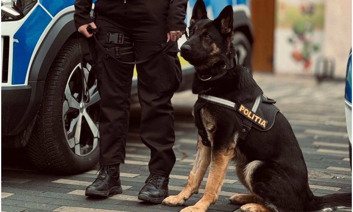 Câine din cadrul Poliției Române
