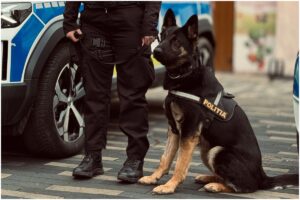 Câine din cadrul Poliției Române