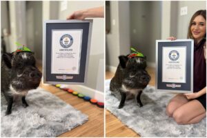 porc în Cartea Recordurilor