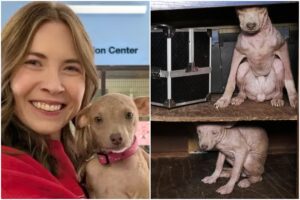 Cățelușă adoptată după ce a fost salvată