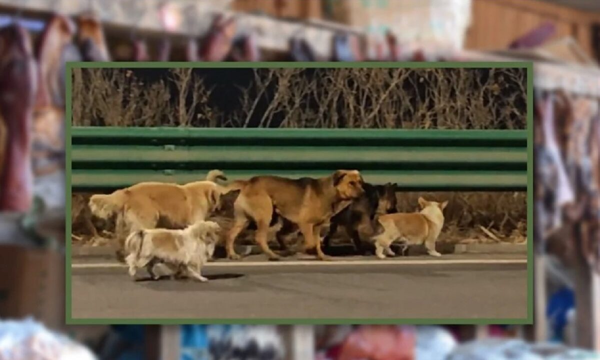 povestea-celor-sapte-caini-evadati-de-la-fabrica-de-carne-este-falsa